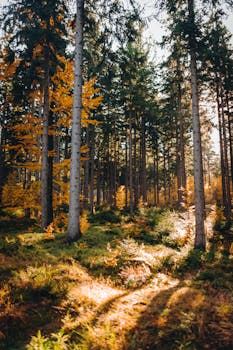 A beautiful sunlit forest in Szklarska Poręba, Poland during autumn.