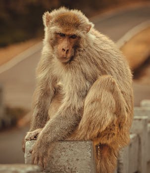 Close-up of a rhesus macaque monkey sitting on concrete in Una, Himachal Pradesh, India.